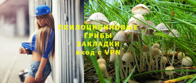 закладка  Россошь  Галлюциногенные грибы MAGIC MUSHROOMS 